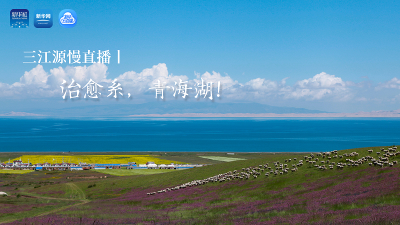 三江源慢直播丨治愈系，青海湖！