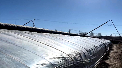 新鮮！青藏高原長出&ldquo;熱帶水果&rdquo;