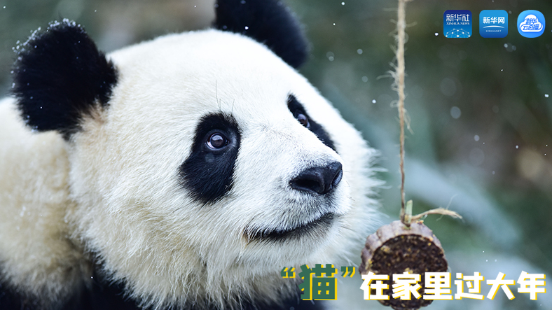 三江源慢直播丨&ldquo;貓&rdquo;在家里過(guò)大年