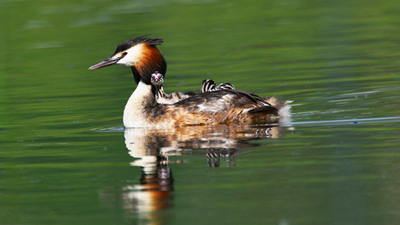 超有愛(ài)！看西寧北川河濕地公園鳳頭??花樣&ldquo;遛娃&rdquo;