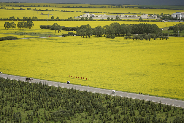 門(mén)源花海美如畫(huà)