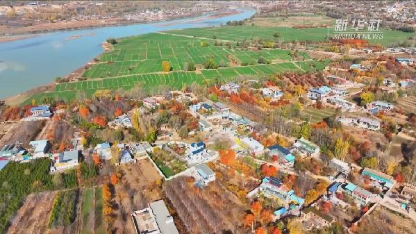 青?；。喝f畝冬小麥染綠黃河畔