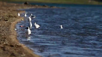 世界野生動(dòng)植物日，帶您到青藏高原領(lǐng)略&ldquo;野生動(dòng)物家園&rdquo;